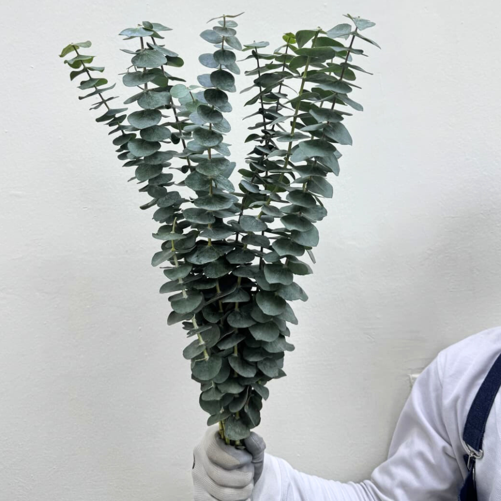 Eucalyptus Bunch