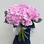 Pink Hydrangea Stems