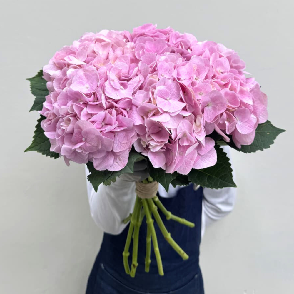 Pink Hydrangea Stems